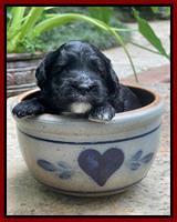 Oreo Rebel pups 3 wks old 191