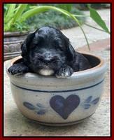 Oreo Rebel pups 3 wks old 211