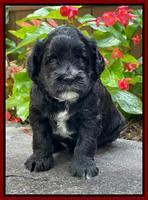 Oreo Rebel pups 4 wks old 231