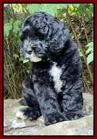 Oreo Rebel pups 8 wks old 211