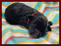 Oreo Rebel pups newborn 6 1