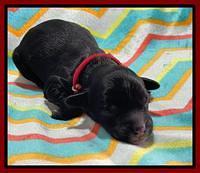 Oreo Rebel pups newborn 7 1