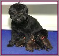 RAven Hawk pups 1 wk old 11