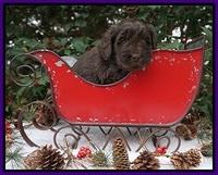 Raven Hawk pups 4 wks old 51