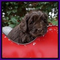 Raven Hawk pups 4 wks old 61