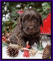 Raven Hawk pups 4 wks old 71