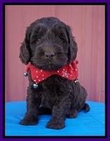 Raven Hawk pups 5 wks old 51