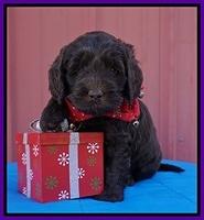 Raven Hawk pups 5 wks old 61