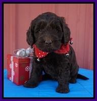 Raven Hawk pups 5 wks old 71