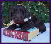 Raven Hawk pups 6 wks old 101