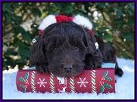 Raven Hawk pups 6 wks old 51