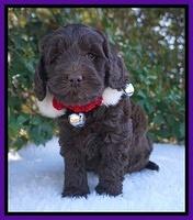 Raven Hawk pups 6 wks old 61