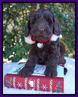 Raven Hawk pups 6 wks old 71