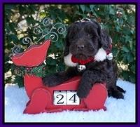 Raven Hawk pups 6 wks old 81
