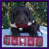Raven Hawk pups 6 wks old 91
