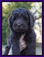 Raven Hawk pups 7 wks old 51