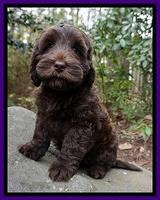 Raven Hawk pups 8 wks old 91531