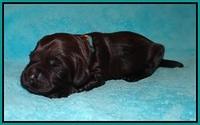 RAven Hawk pups 1 wk old 81