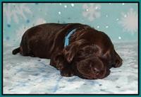Raven Hawk pups 2 wks old 51