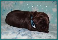 Raven Hawk pups 2 wks old 61