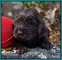 Raven Hawk pups 3 wks old 111