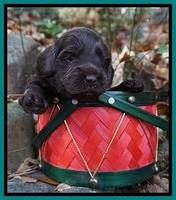 Raven Hawk pups 3 wks old 91