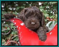 Raven Hawk pups 4 wks old 91
