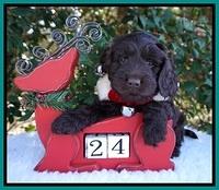 Raven Hawk pups 6 wks old 111