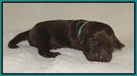 Raven Hawk pups newborn 31