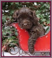 Raven Hawk pups 4 wks old 121