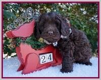 Raven Hawk pups 6 wks old 151