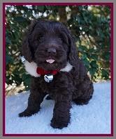 Raven Hawk pups 6 wks old 161