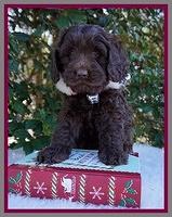 Raven Hawk pups 6 wks old 171