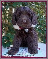 Raven Hawk pups 6 wks old 181