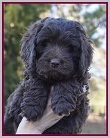 Raven Hawk pups 7 wks old 101