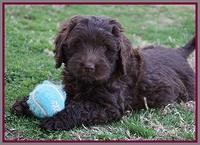 Raven Hawk pups 7 wks old 11100