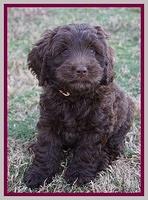 Raven Hawk pups 7 wks old 131