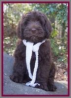 Raven Hawk pups 8 wks old 1430