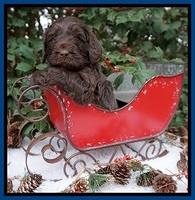 Raven Hawk pups 4 wks old 151