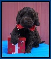 Raven Hawk pups 5 wks old 191