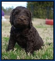 Raven Hawk pups 5 wks old 211