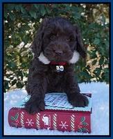 Raven Hawk pups 6 wks old 221