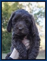 Raven Hawk pups 7 wks old 151