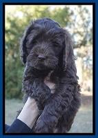 Raven Hawk pups 7 wks old 161