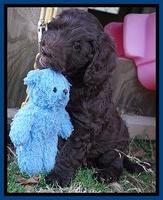 Raven Hawk pups 7 wks old 18100