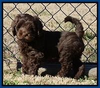 Raven Hawk pups 7 wks old 19100