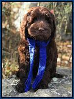 Raven Hawk pups 8 wks old 330