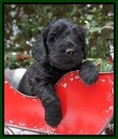 Raven Hawk pups 4 wks old 191