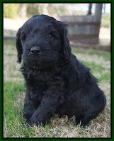 Raven Hawk pups 5 wks old 251