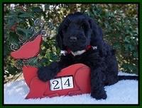 Raven Hawk pups 6 wks old 231